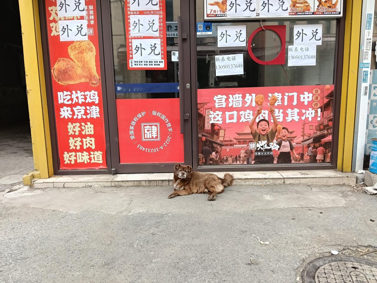 沉思的东北不爽狗