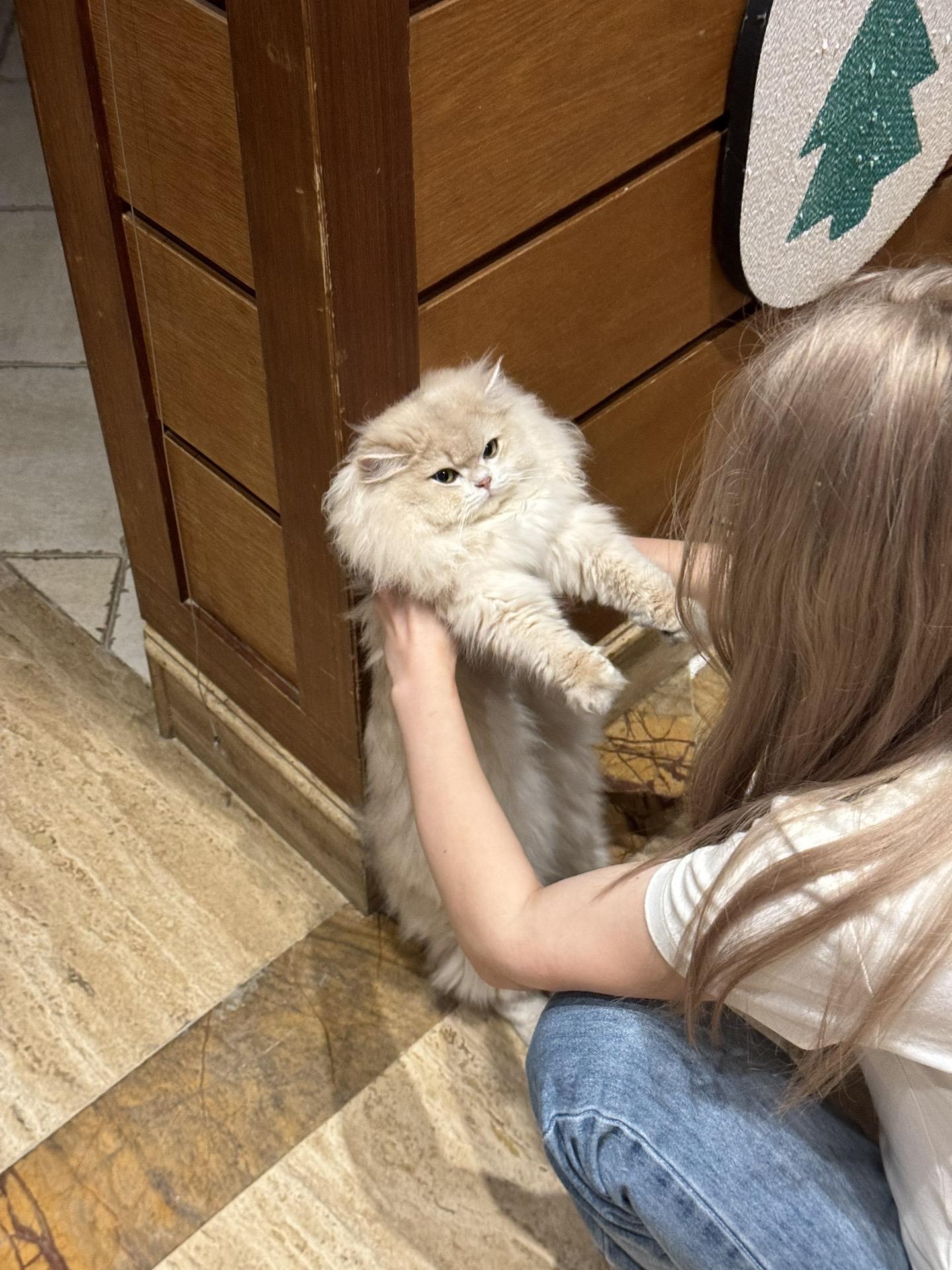 小小快碎掉了哈哈哈。爪子刚伸进冻干袋袋里还啥都没偷到就被抓住啦，哈哈哈一个小朋友冻干没吃到还要挨骂哟～