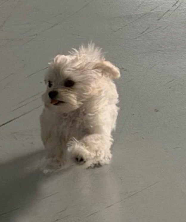 奔跑的啵妞妞🐾 ​​​