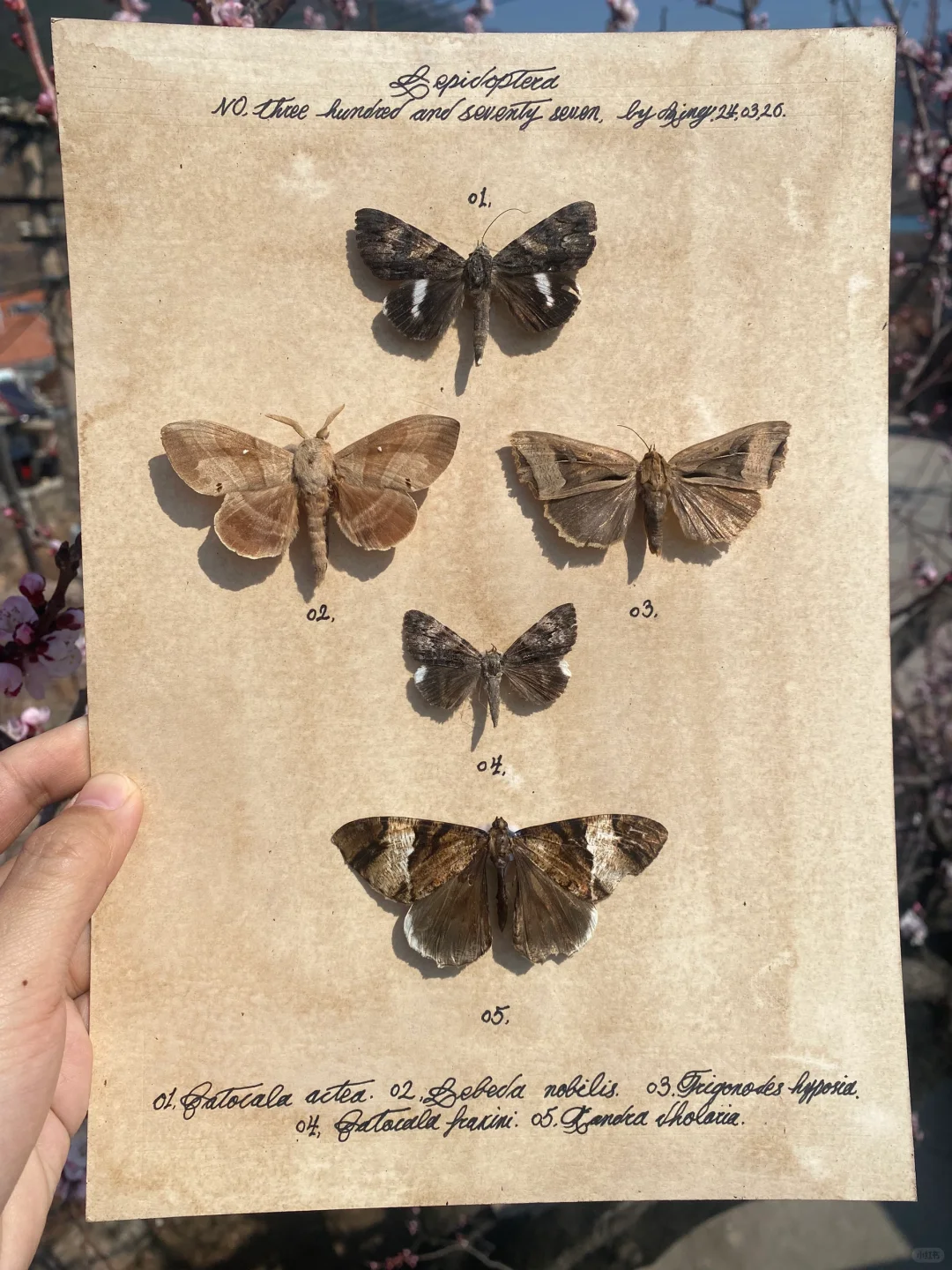 一幅灰扑扑的小蛾子标本图鉴