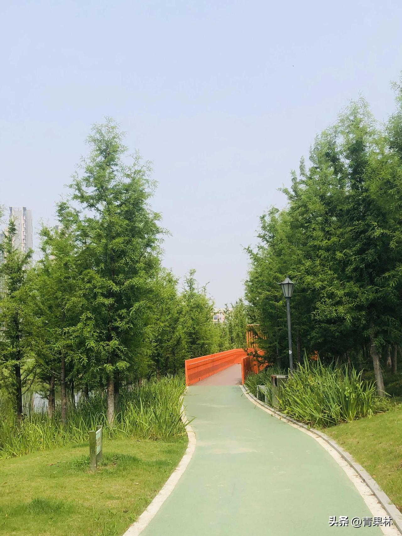 漫步梧桐河公园随手拍的美景，墙角格桑花自在盛放，河边菖蒲倒映碧水，藤蔓黄花、千日