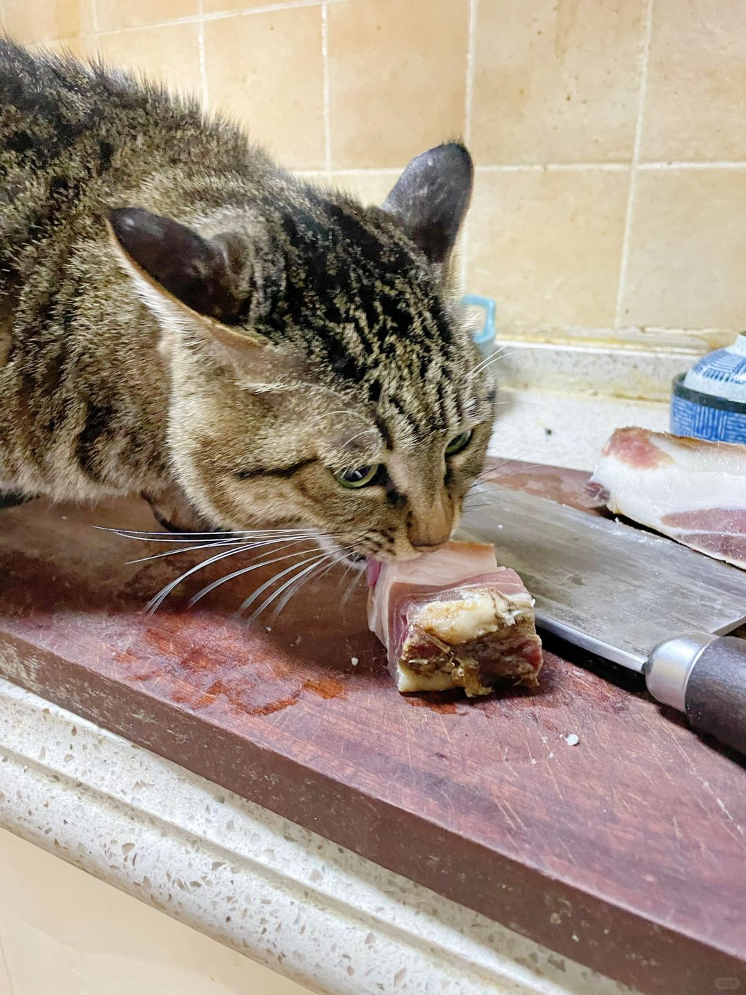 如何评价狸花猫的这种行为？
