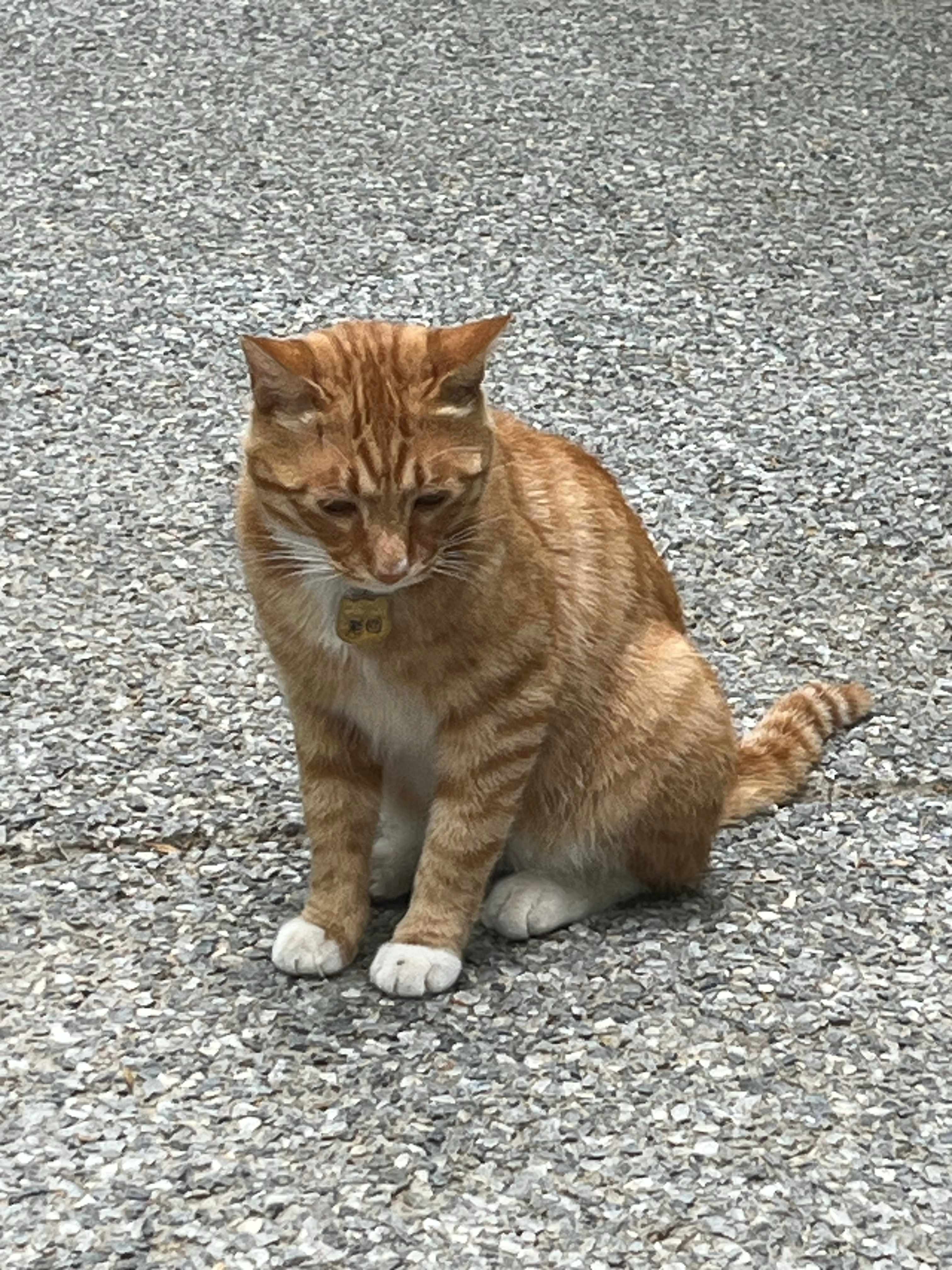 新生活新小猫