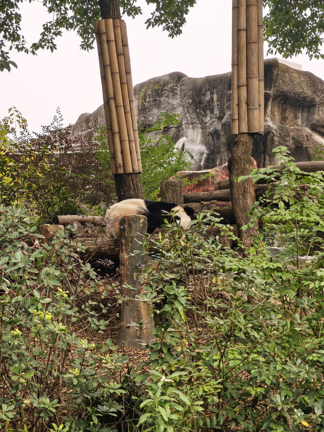 来成都，大熊猫繁育基地是一定要去的，说实话差点因为同事的建议改去成都动物园，幸亏