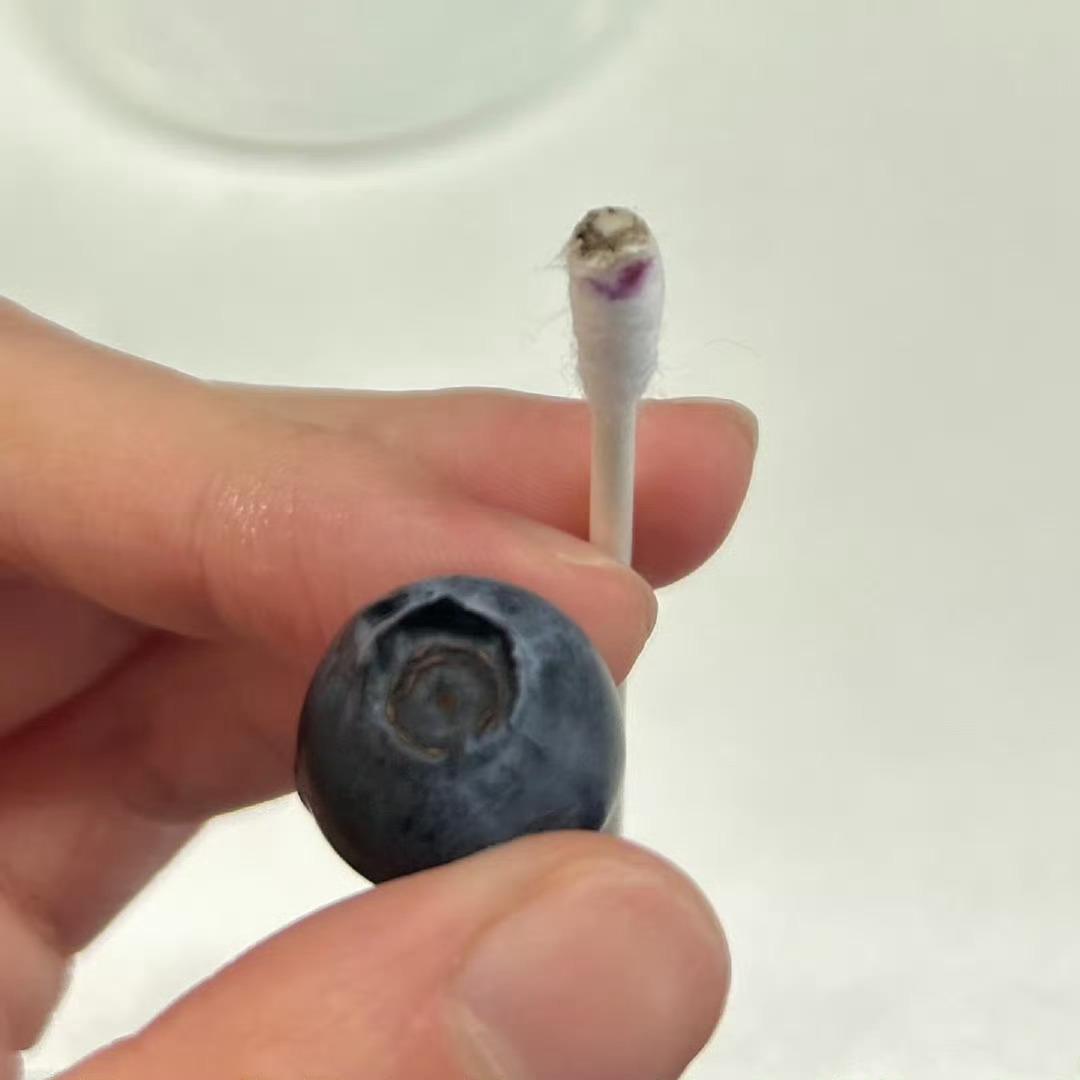 吃蓝莓前记得给它掏耳朵之前是随意洗一下就吃，看了蓝莓耳朵会长霉后还是认真清洗干净