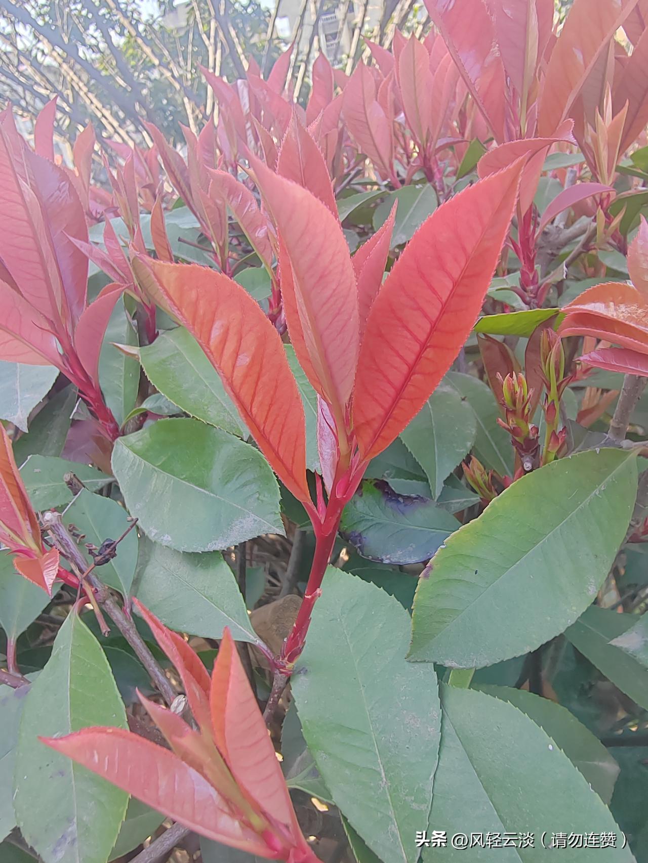 随手拍了几张小区里的春色，每一张都像春天递来的小情书💌
 
红叶石楠的新叶红得