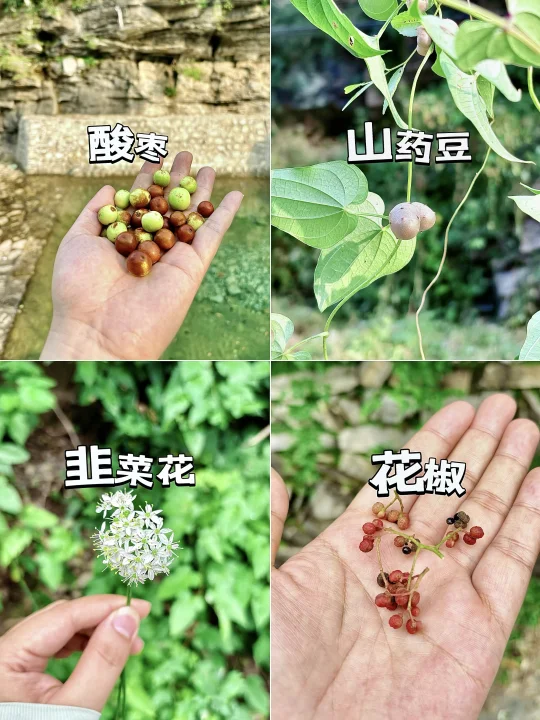 9.13北京泉水山谷❗️免费捡秋老少皆宜❗️