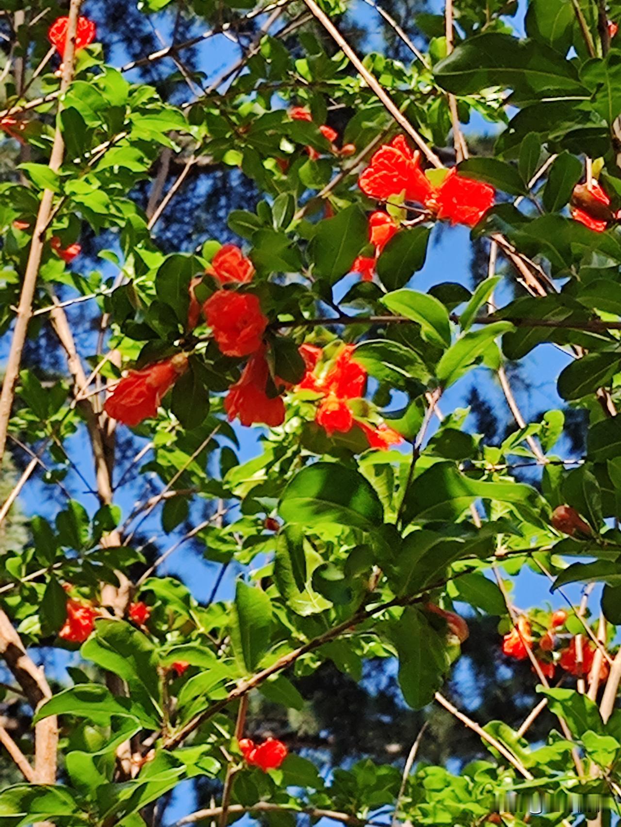 陕西（关中话）把头叫：颡（sá，二声），口语常写作撒。
 
常用说法
 
- *