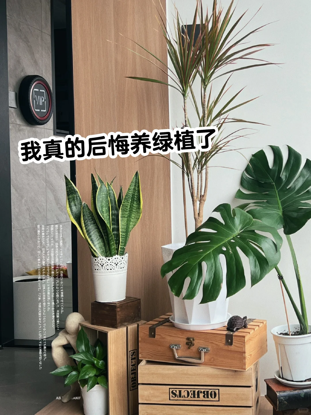 新手千万不要养绿植❗️