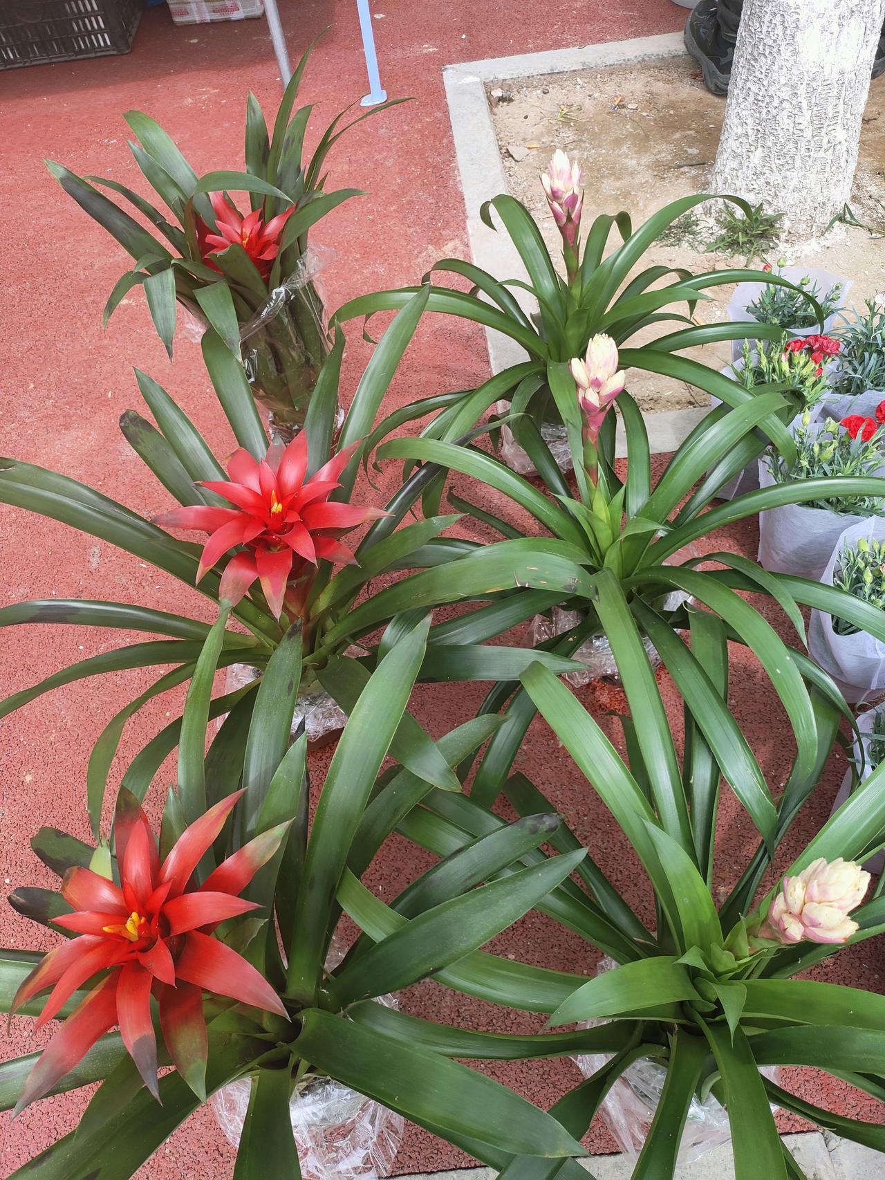 红的热烈，粉的温柔，星子似的花芯藏在翠叶间，把春日的鲜活与热闹，都捧在了眼前。