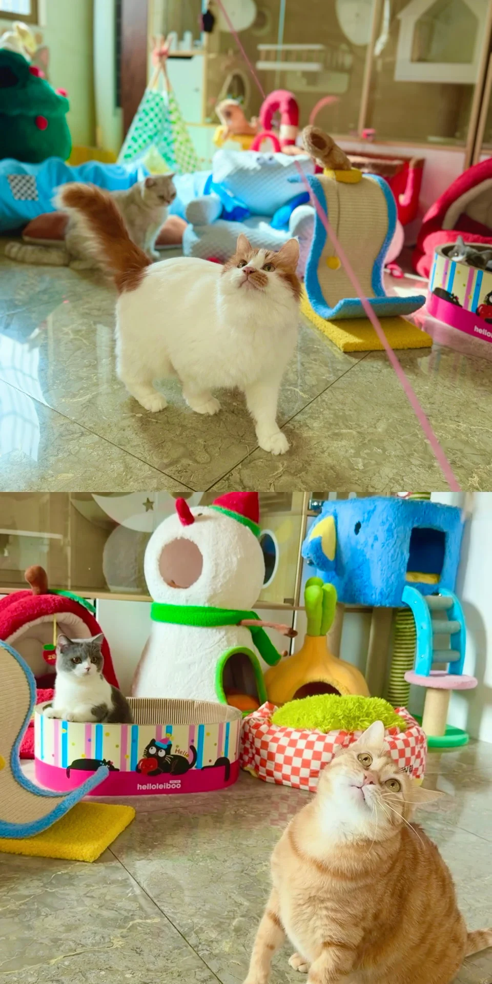 猫咪寄养、暑假500🈷️