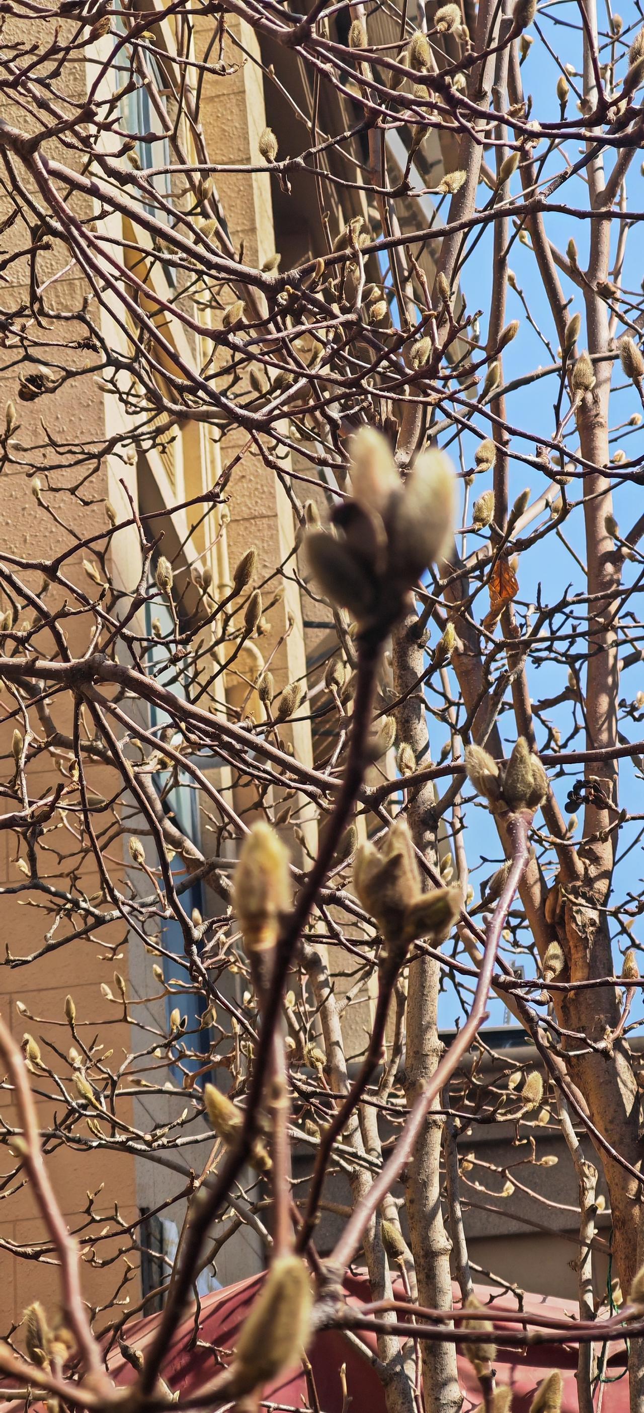 春天真的要来了吗？
      树枝上有枝桠冒出，准备冒出来，这是春天要来了吗？