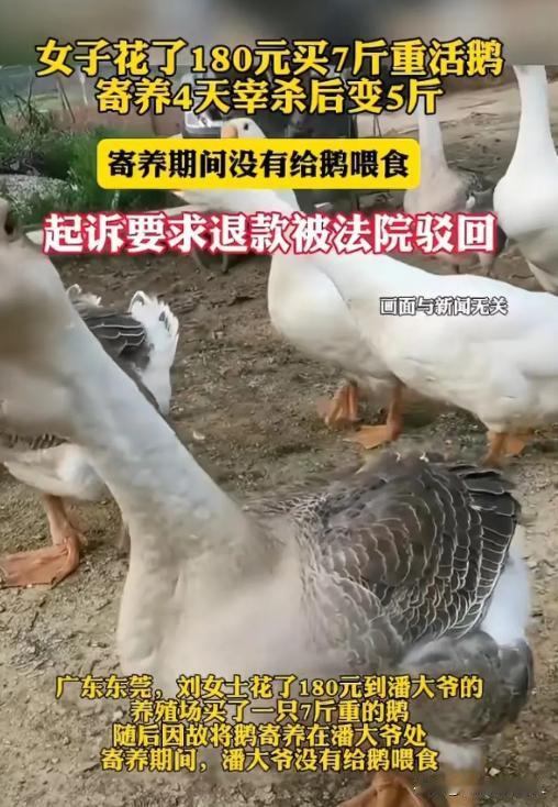 广东，东莞。女子花180元买了一只7斤重的鹅，因临时有事将鹅寄养在卖鹅大爷那四天