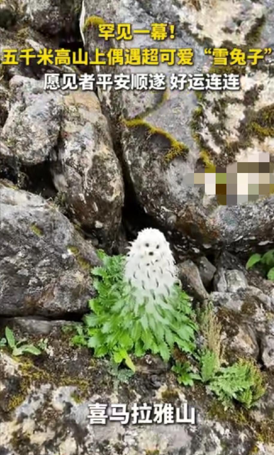 “火到央视了！”西藏喜马拉雅山，一男子爬到海拔5000米的地方，看到了一株罕见的