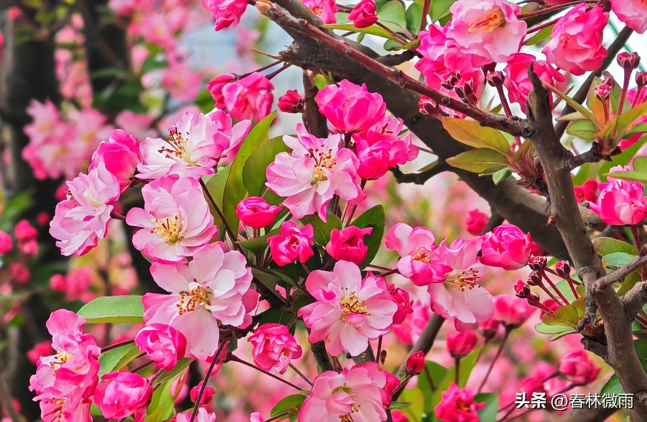 春天来了，正是万物复苏，草长莺飞，百花齐放的时节。小区的西府海棠竞相开放，风韵潇