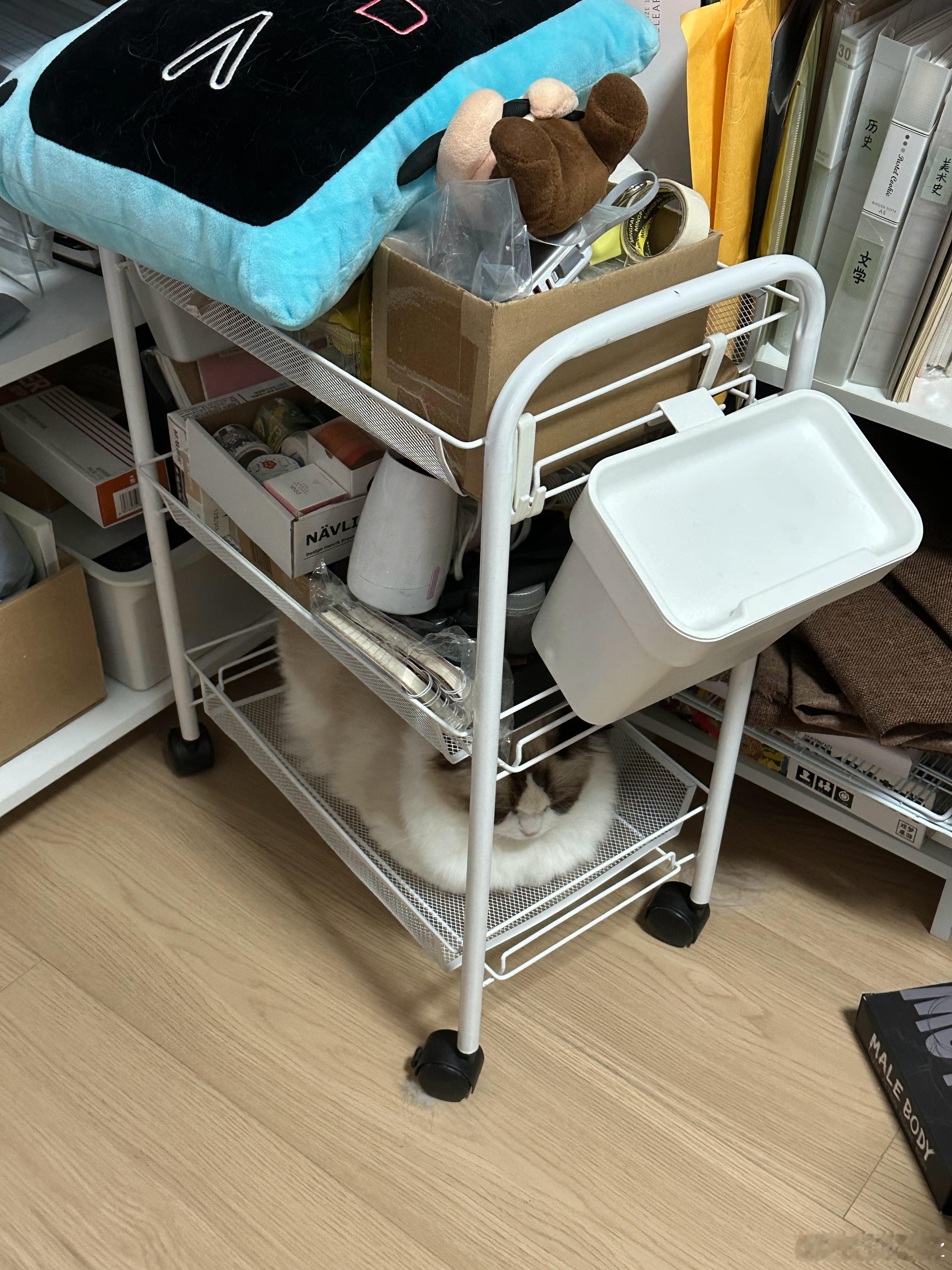 小咪的窝 