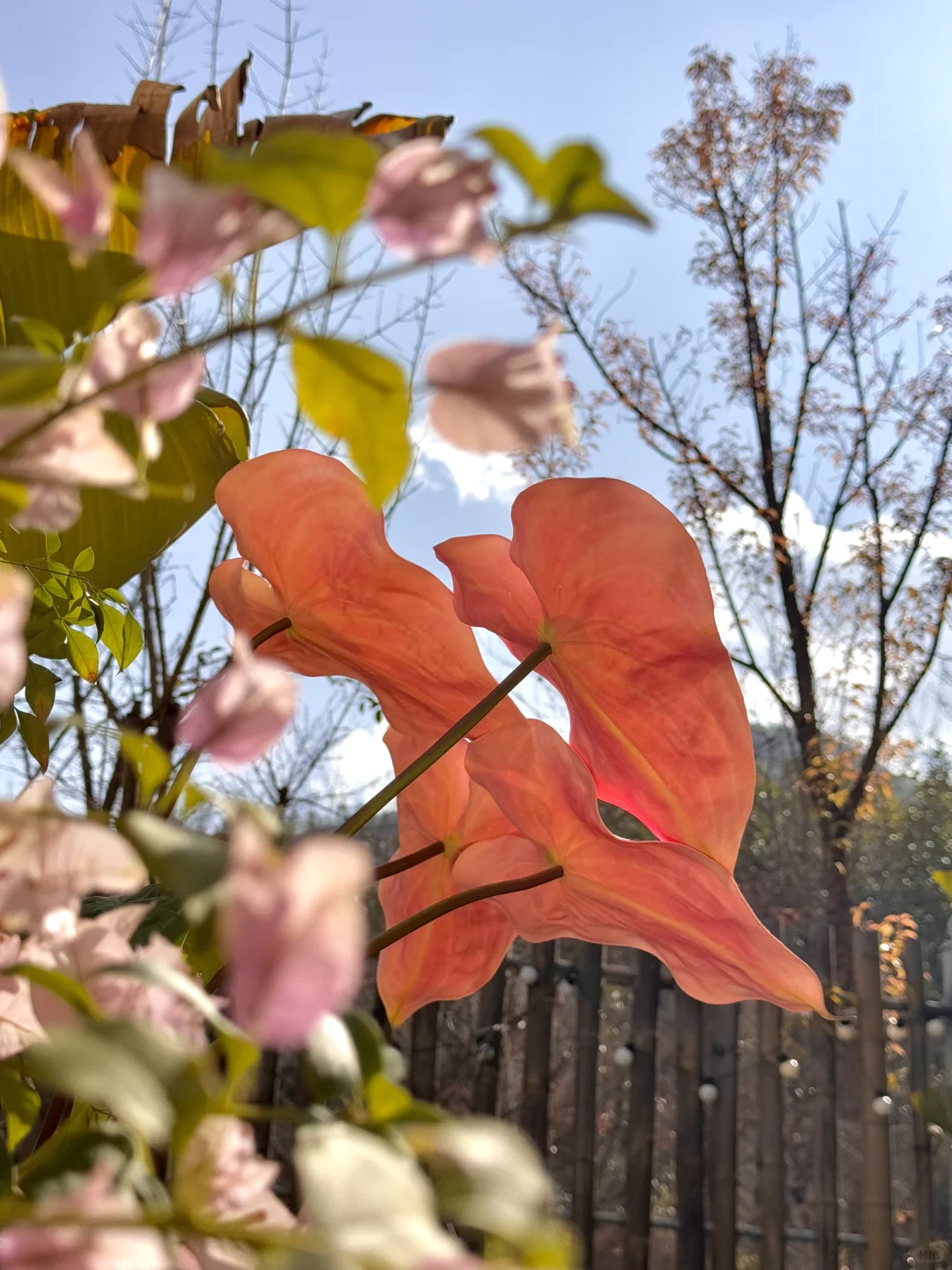 大理☁️独居小院🌷等春来🍋🍄💐🌺