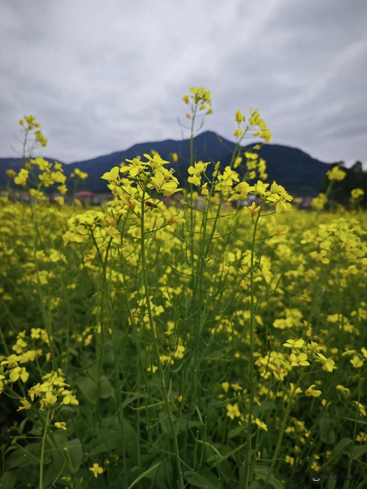 《春雨》
春雨浠沥打春头，
滴滴都是贵如油；
今日恰似断线珠，
劈哩叭啦把人留；