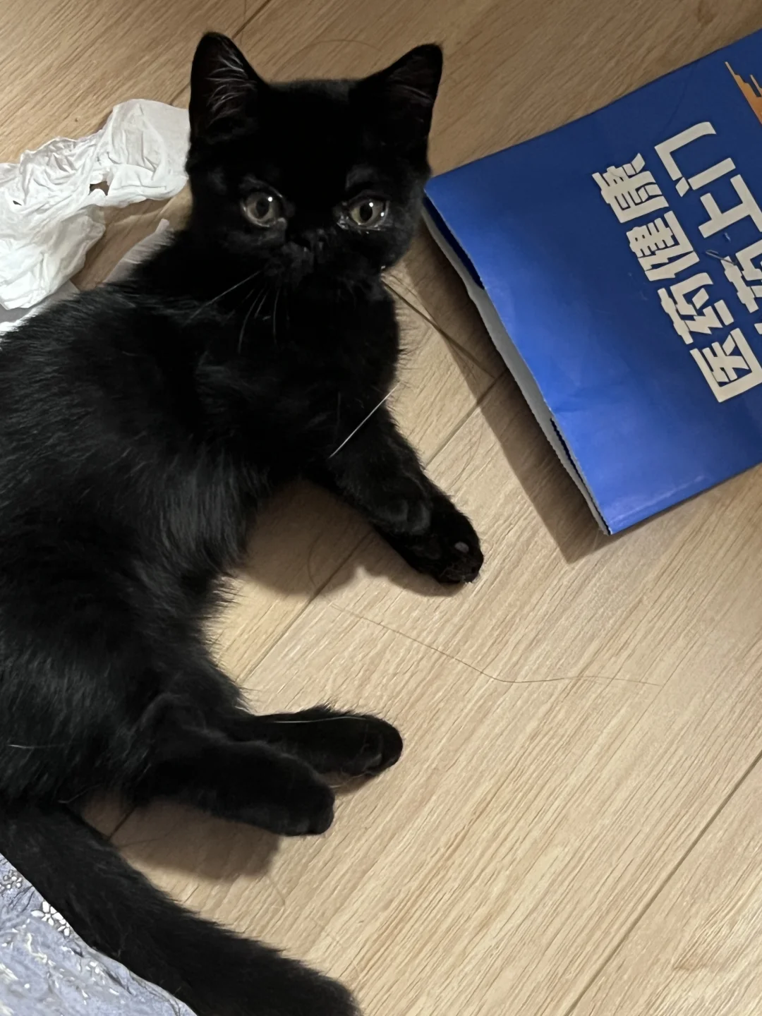 小黑猫转眼也长大了