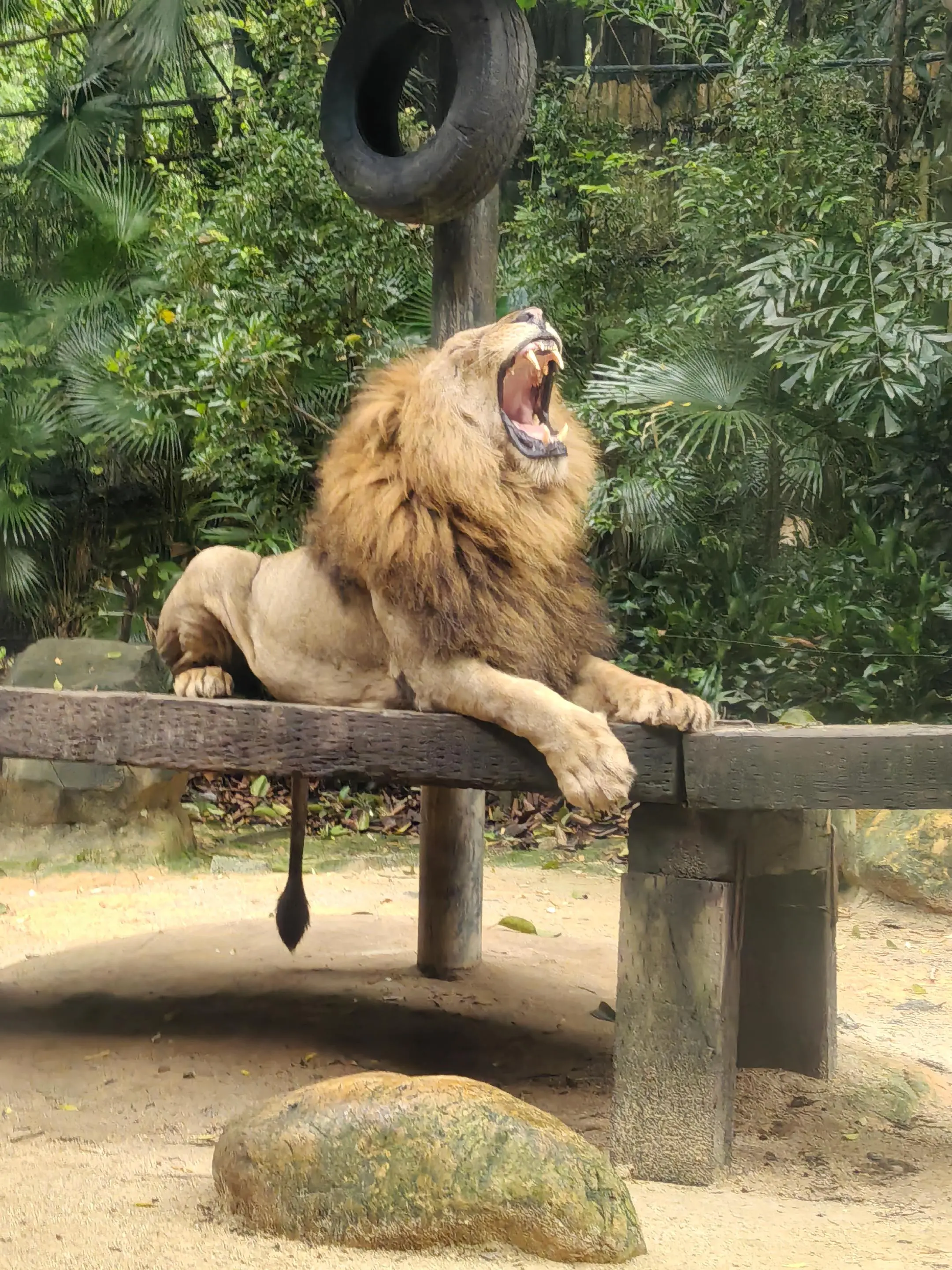 狮子🦁很帅