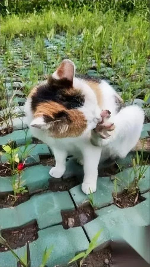 喂流浪猫竟要担责？求助！

大花爬车那天我慌了…

刷到律师姐的文章吓一跳：小区