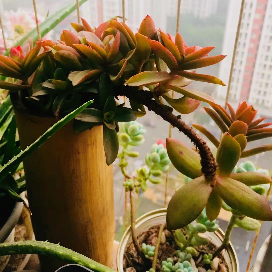 我家阳台上的这盆，是不是很吸睛！

火祭属于多肉植物，它的叶片呈长圆形，紧密排列