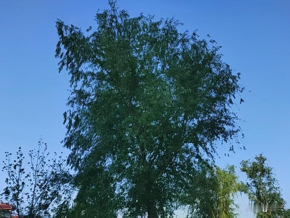 我今天下午有个网友问我们知道不知道以前上海有家名为“铁有钱”的平台，她在这家平台
