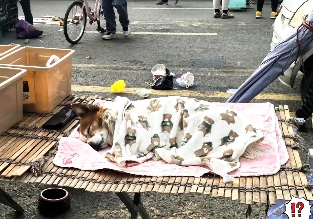 一个卖水果的小摊贩收养了一只流浪狗从此狗狗每天凌晨五点多
就陪着主人一起在路边出