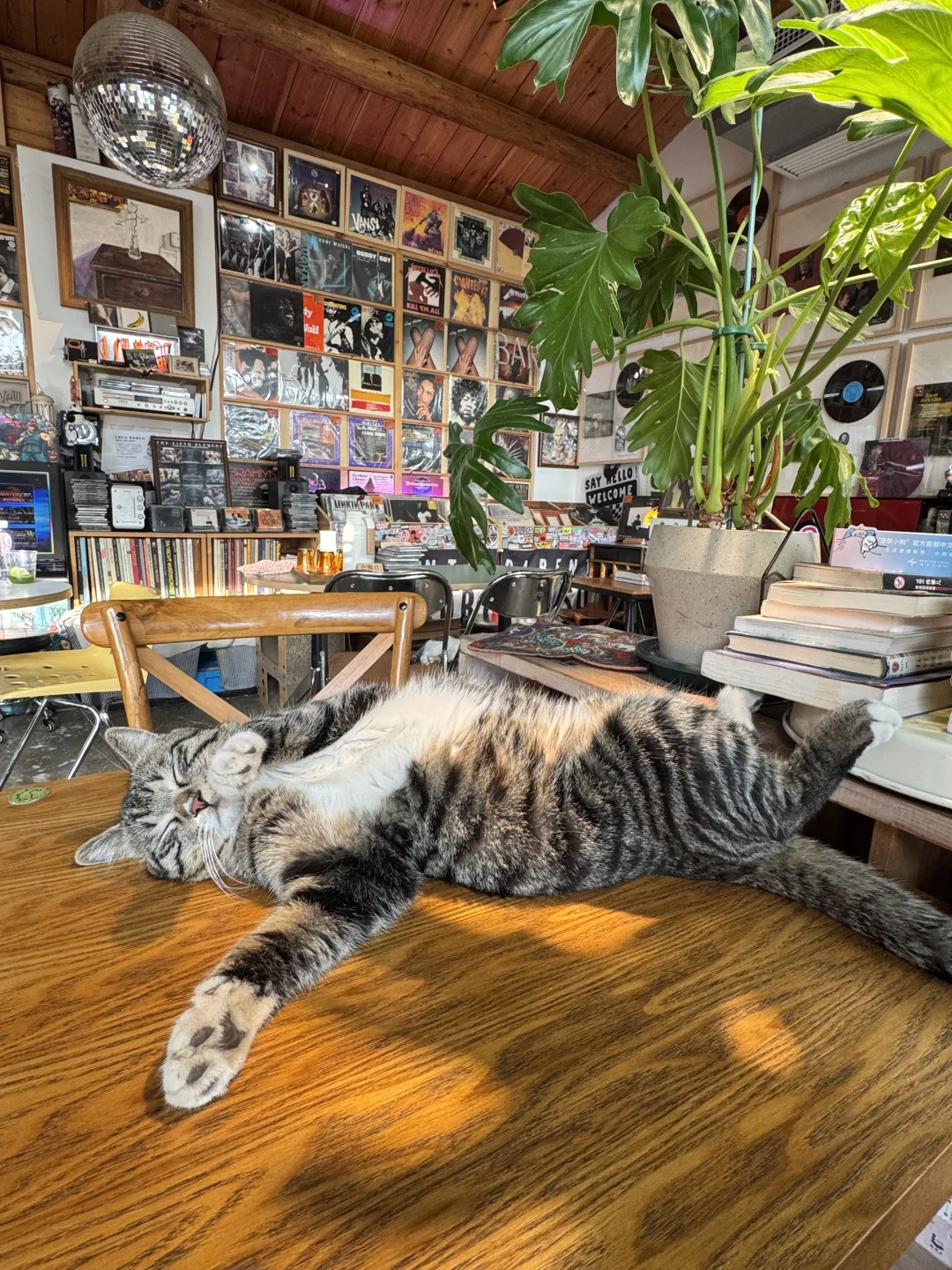 狸花猫统统是小虎