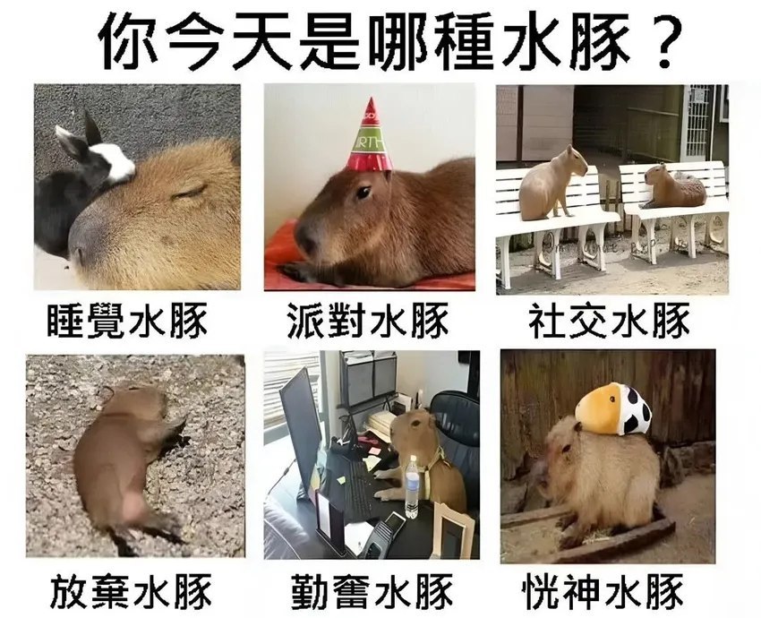 今天你是哪种卡皮巴拉？ 