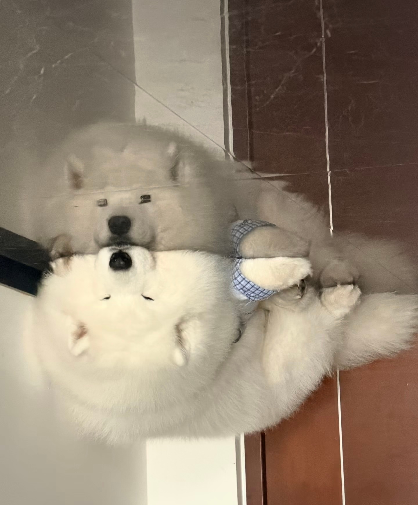 还没睡醒的萨摩耶 ​​​