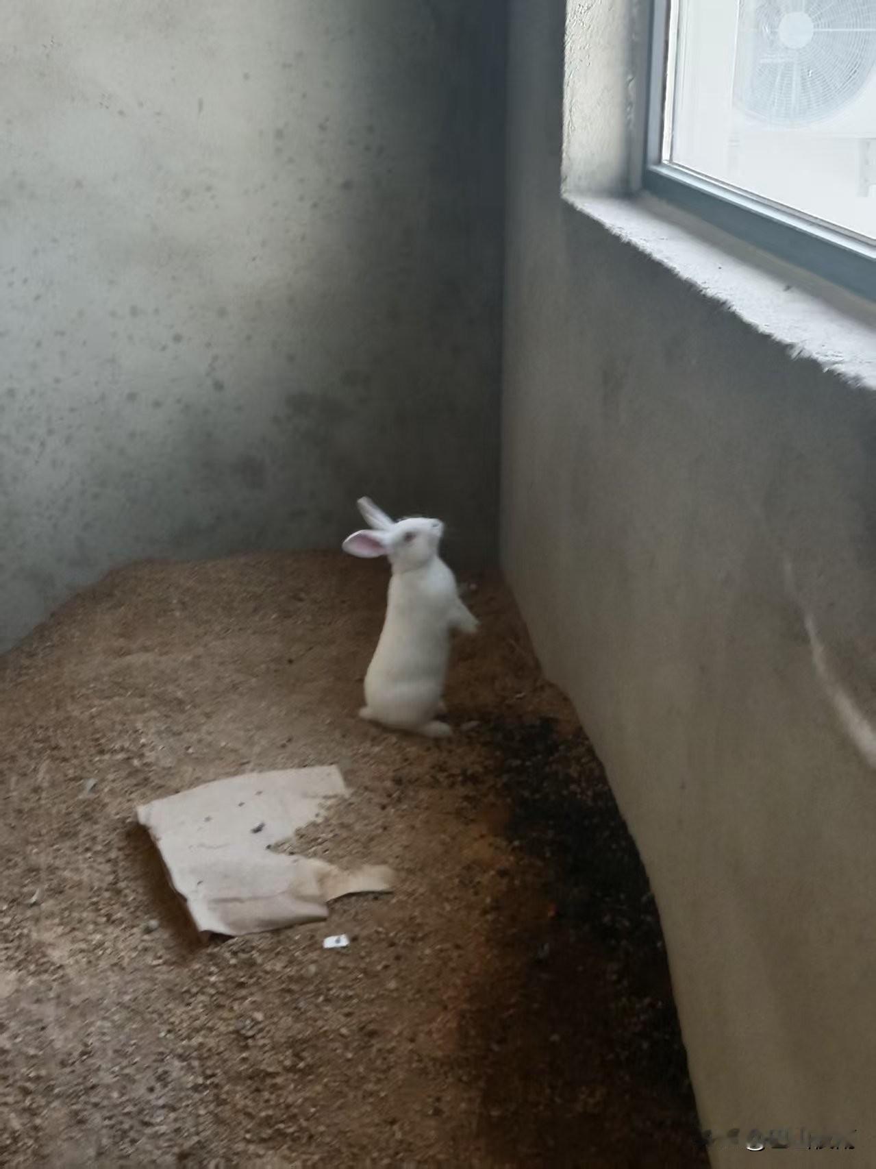 农村养兔的真实一幕，有人却说太“残忍”？

自家养的小兔子，在墙角站得笔直，好奇