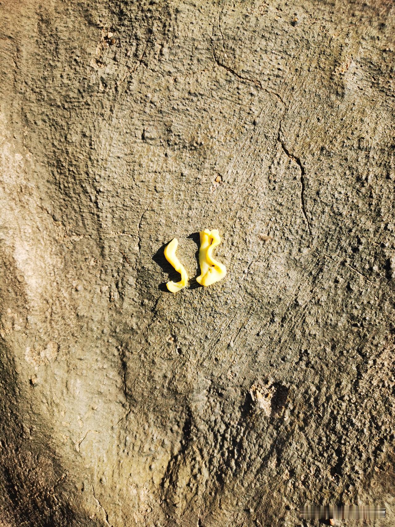 小区假山发现的
一看就出自那个小子的手笔
难道是对物业的表述吗