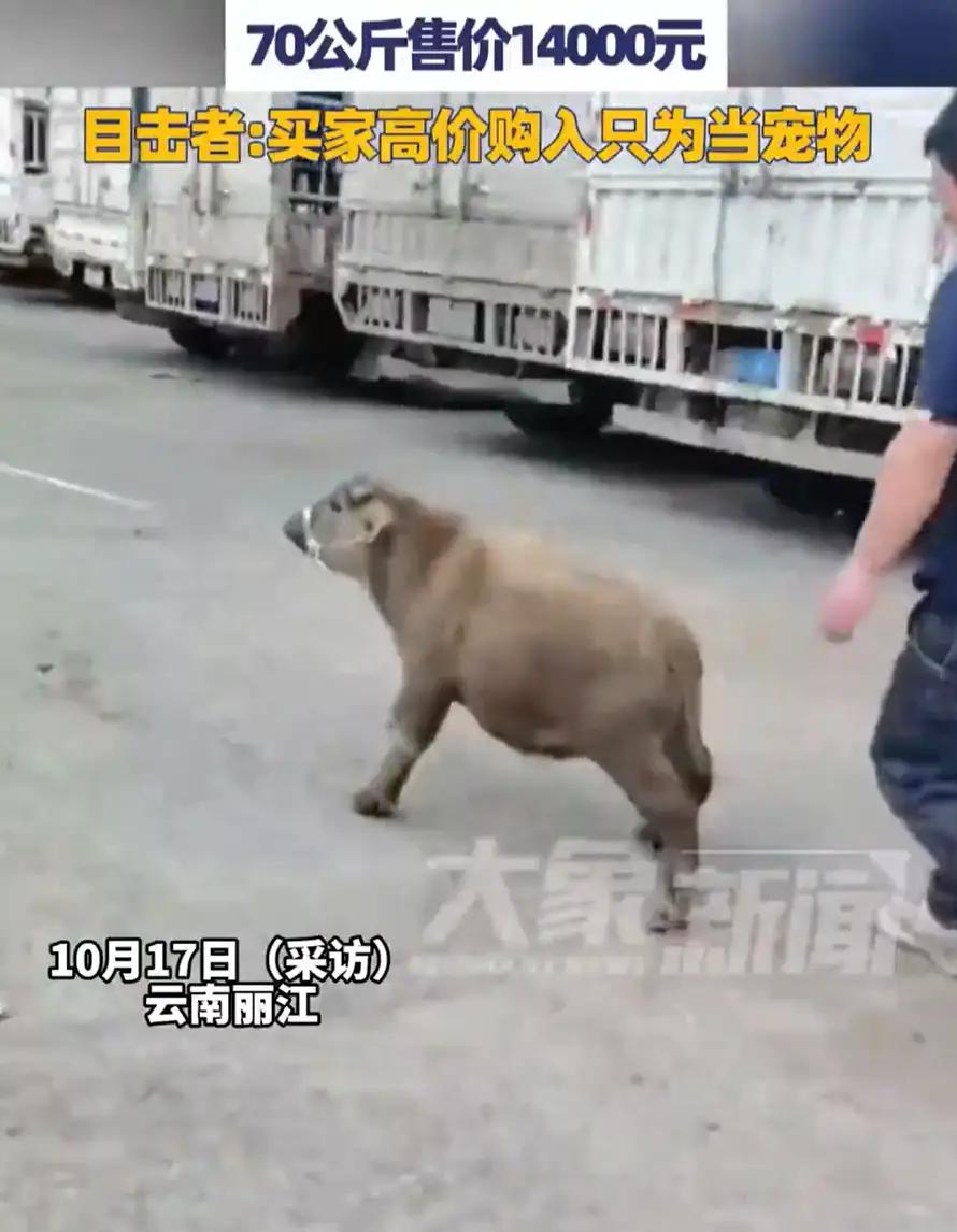 “果然物以稀为贵！”云南丽江，一牛贩子带着两头小牛到市场售卖，起初大家都以为是普