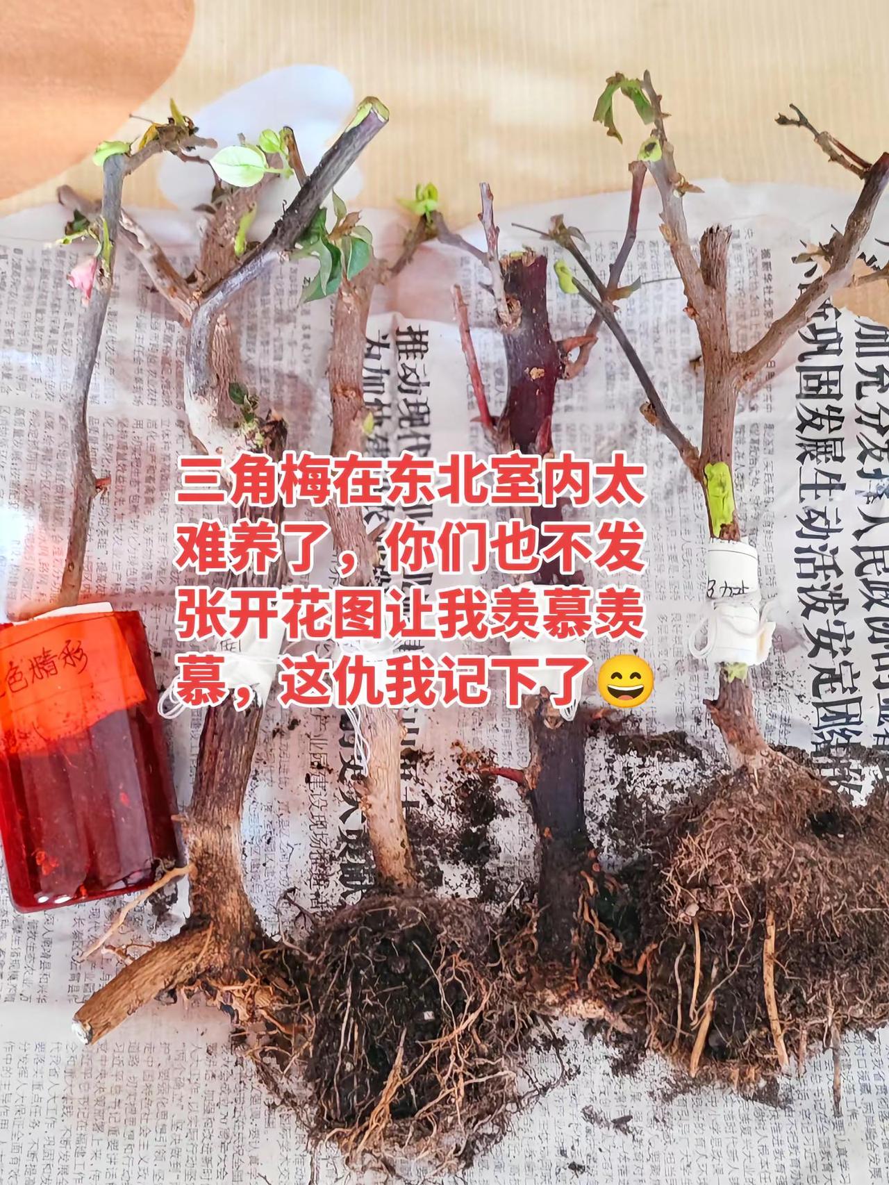 爱生活爱养花养花人的乐趣