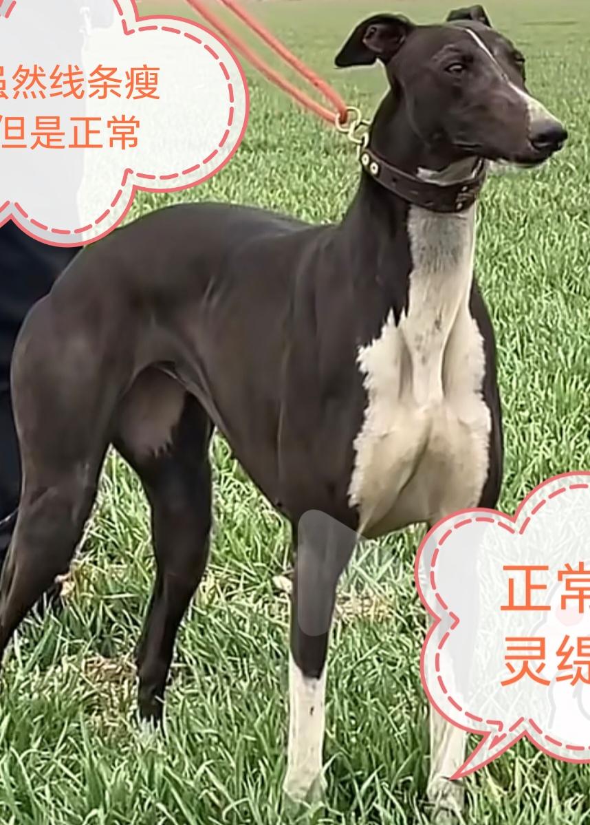 大家看到过这样的一只流浪狗吗？已经不能用骨瘦如柴来形容了，整个身体只剩一层薄皮，