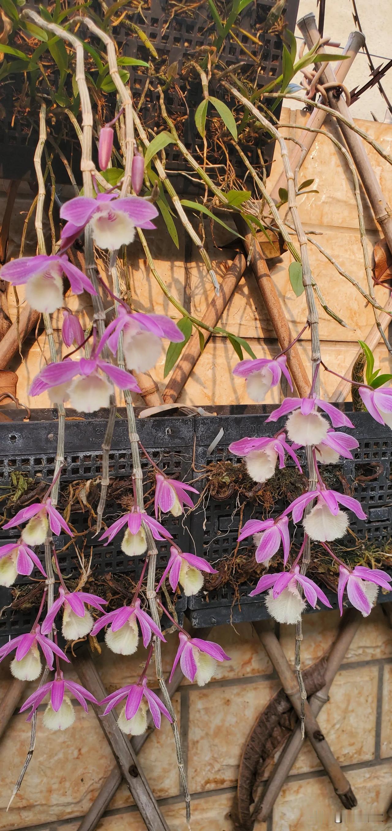 春日石斛盛宴！我家阳台的“空中花瀑”美到心醉✨
 
春日暖阳里，我家阳台的石斛兰