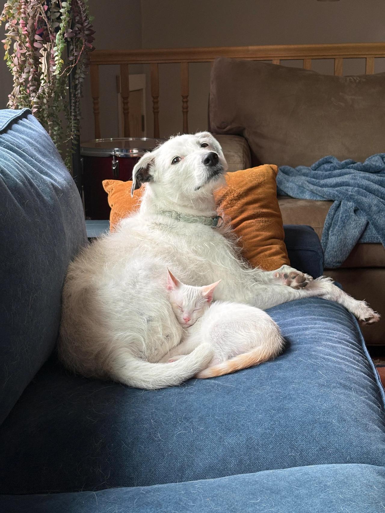 新领回家的小猫和家里的狗是同一个颜色，两个都糊涂了，互相把对方认成了母子。