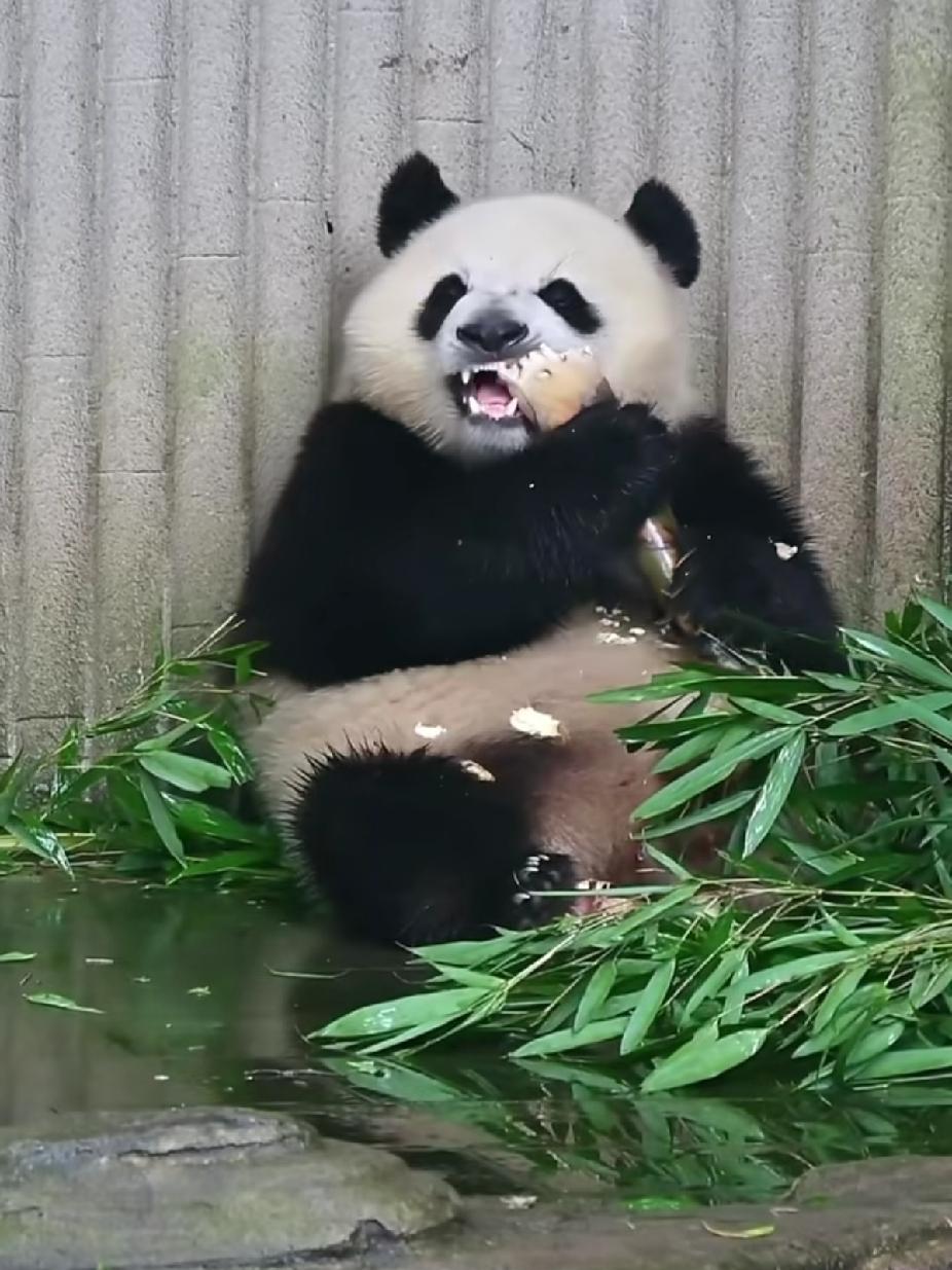 每次刷到奇三妹吃东西，就觉得她那模样好享受、好幸福，像是吃到了人间美味，世上最好