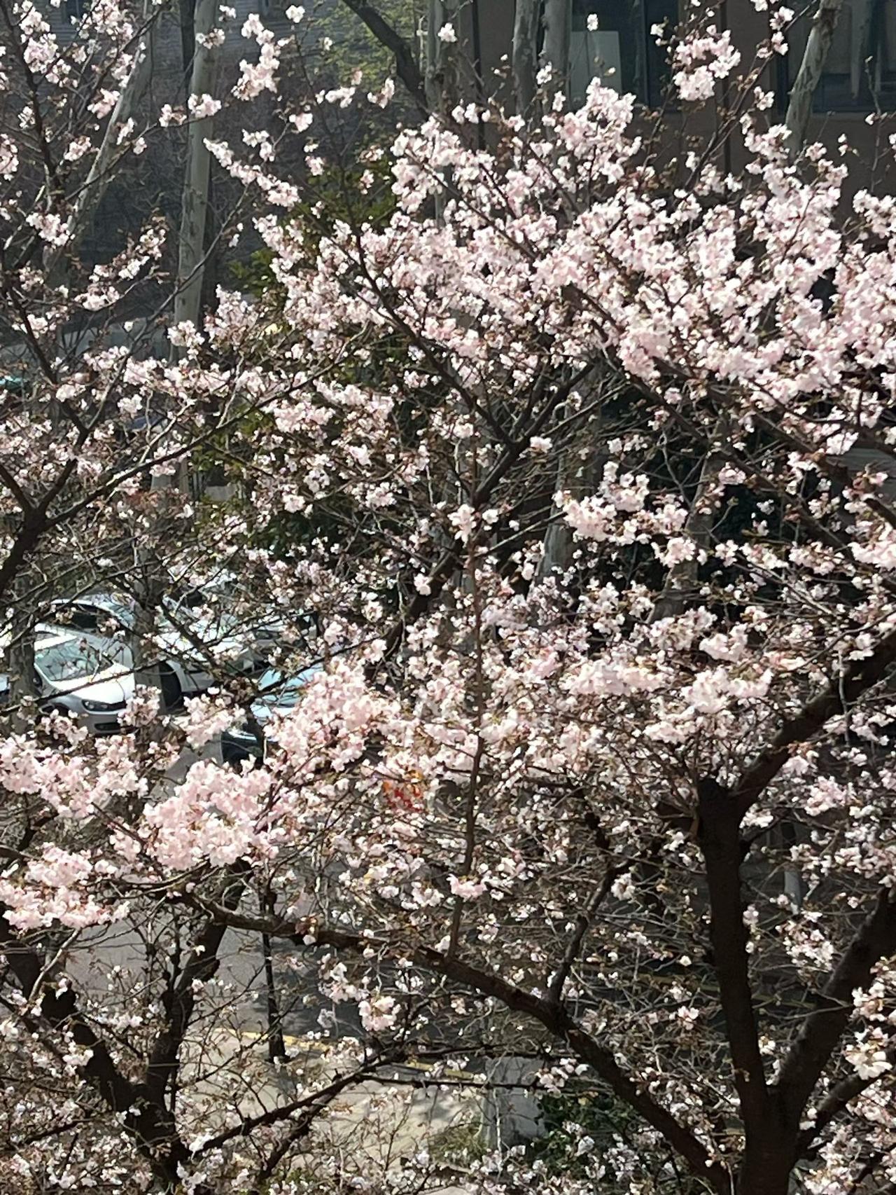 春天来了就放春假了吗？这是什么时候开始的事儿？我小时候放的是麦忙假和秋忙假。麦忙