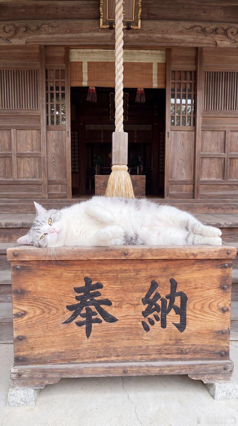 「人类，投100日元的话，就让你摸5秒」 