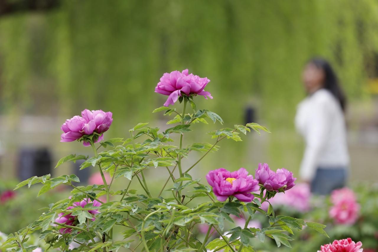 牡丹园与美女

小区旁边的牡丹园，今天开放了，我带着单反➕70-200镜头，凑个