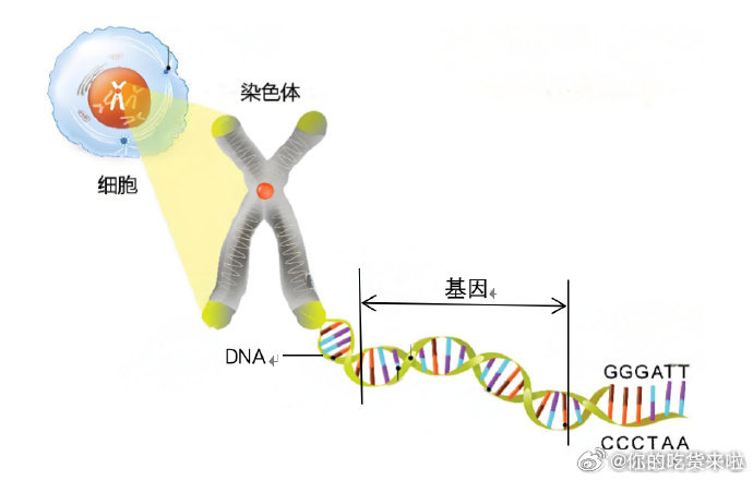 这是真的吗   科学再发现   长得美丑可能与豌豆有关 长得美丑与什么有关？大家