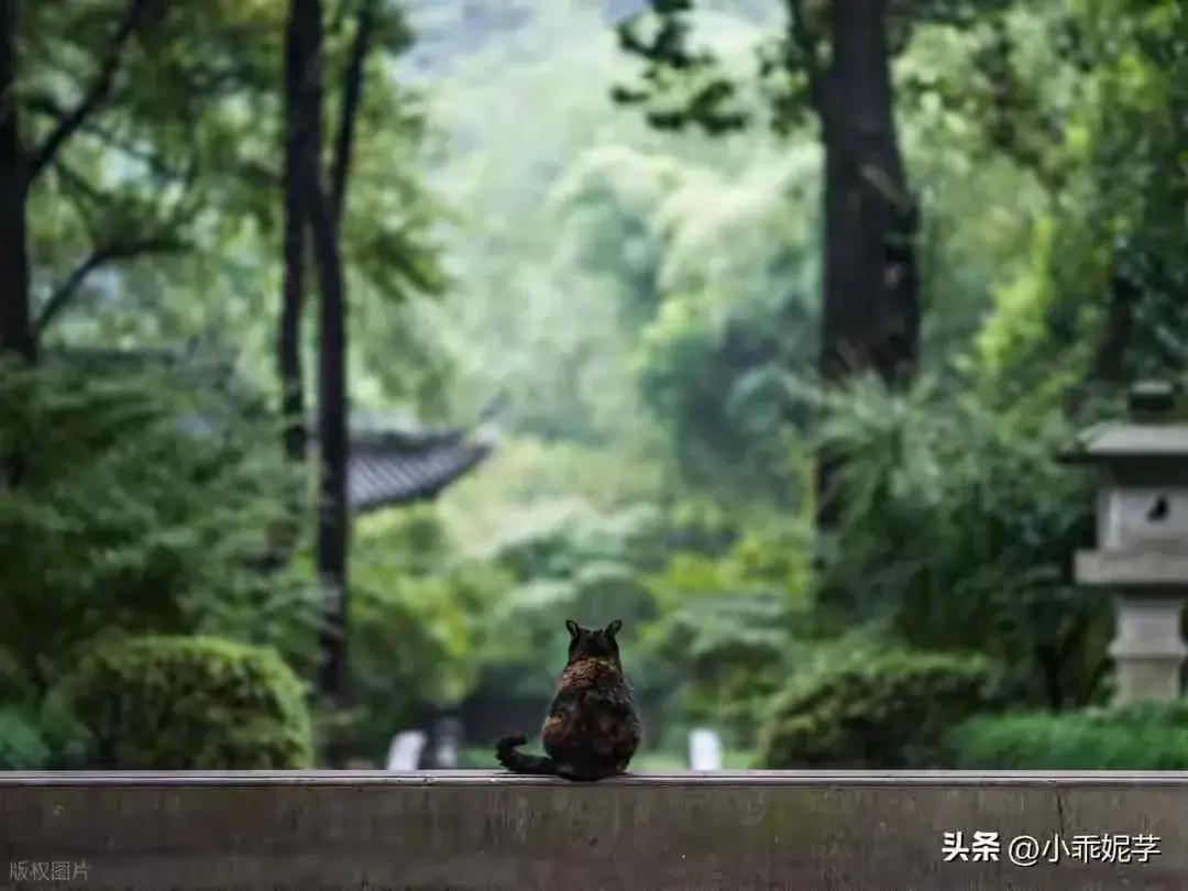 父母的背影，总是在不经意间成为我们心中最温暖也最沉重的画面。那一幕幕，像一条无声