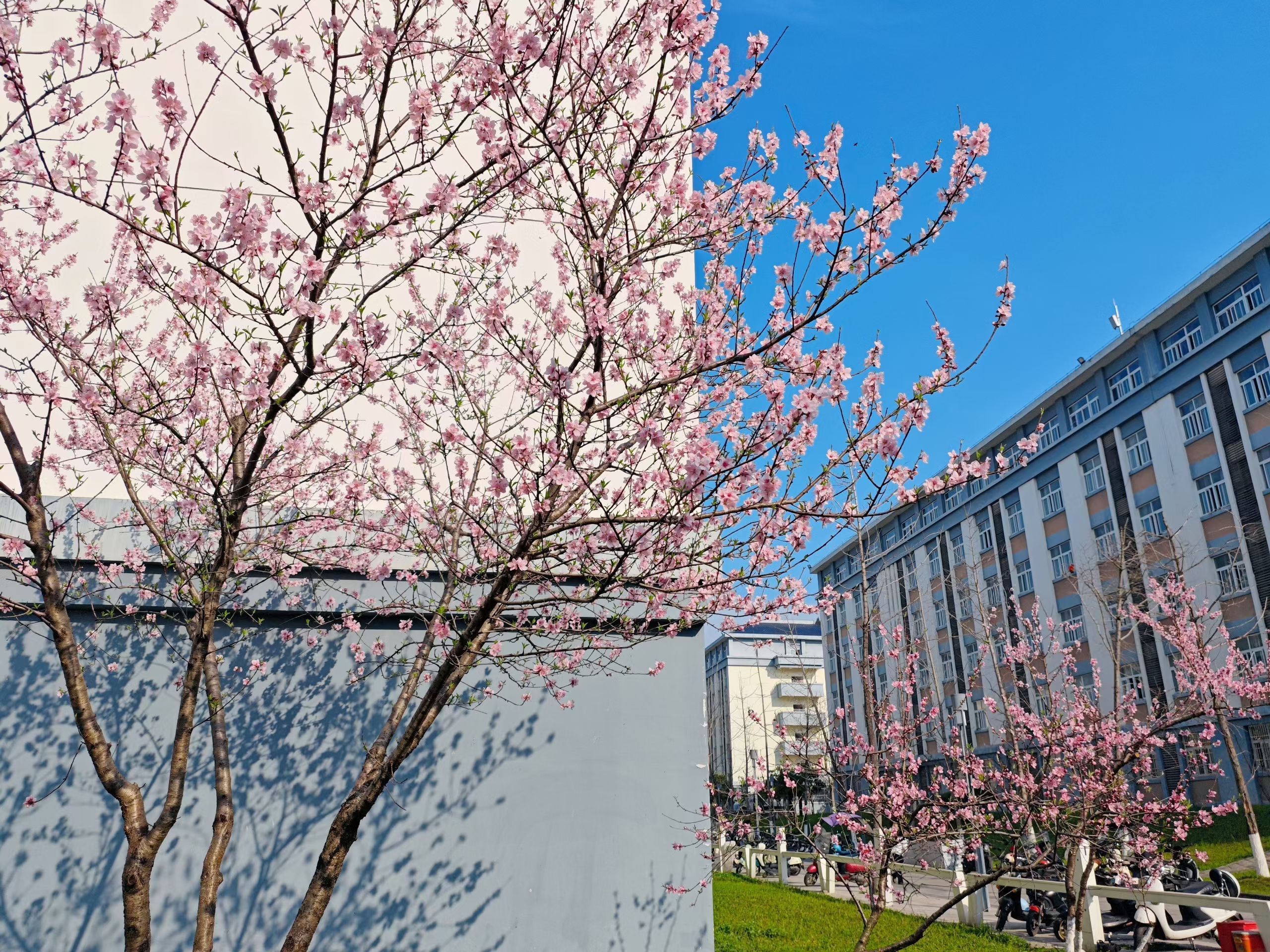 春天是她最爱的季节 