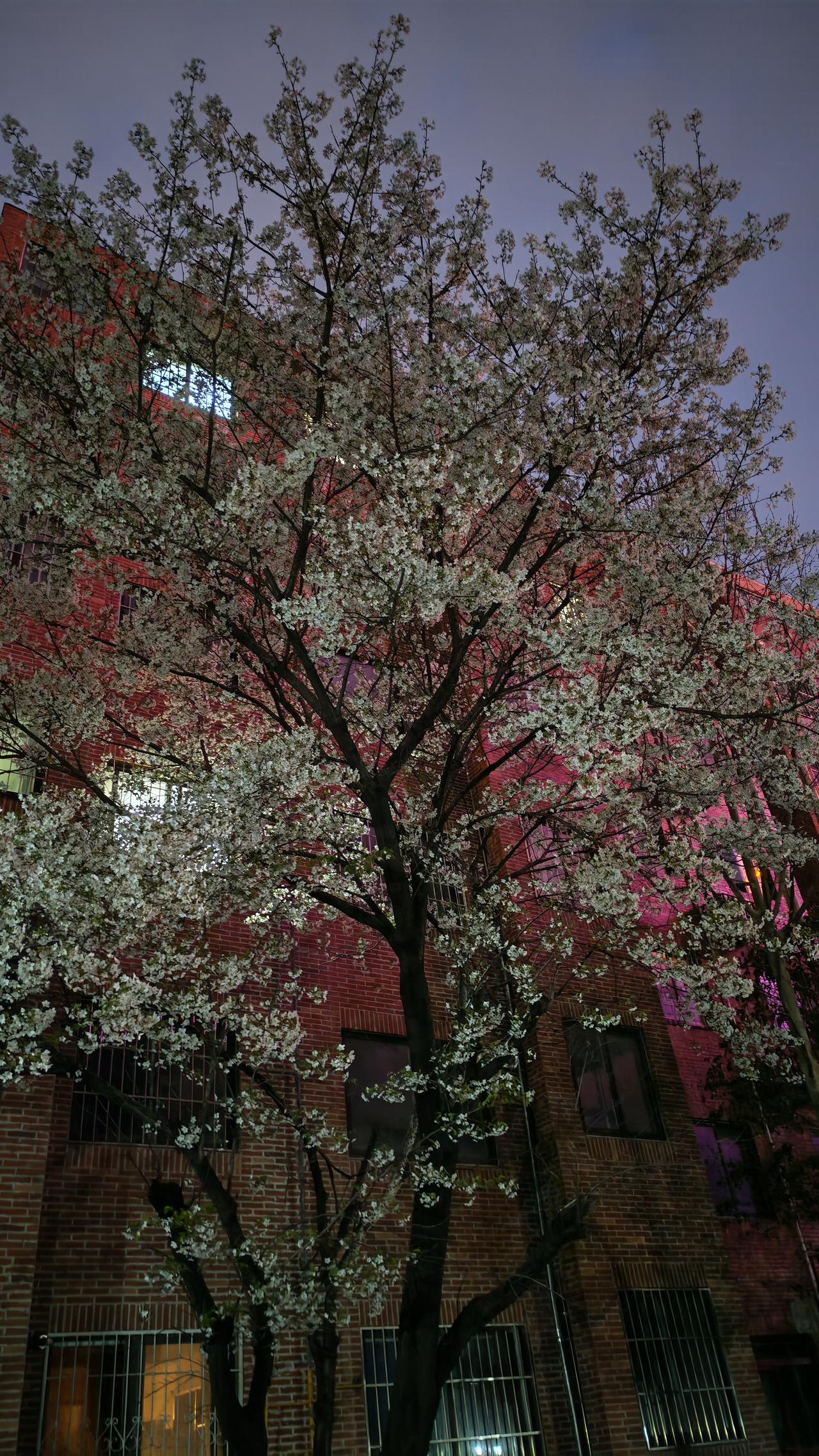 花开啦，春天的浪漫这不就来了！二月的某个春日，我去了一处藏着古塔和中式建筑的地方