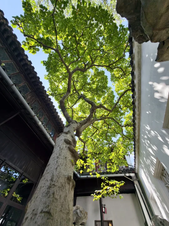 我在网师园拍到了树与天空的脉搏🌿