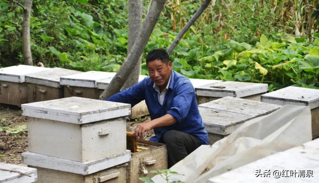 山区放蜂人的辛苦
 
山区放蜂，是一种与风雨为伴、与孤寂为伍的艰苦劳作，风餐露宿