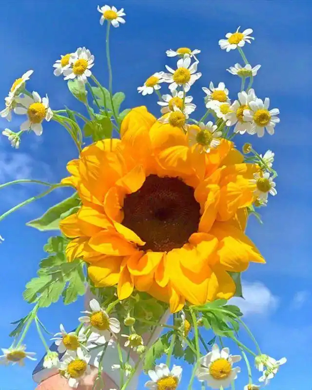 早安人生是一种取舍，丢了，捡了；缘分是一桌宴席，聚了，散了；感情是一杯烈酒，醉了