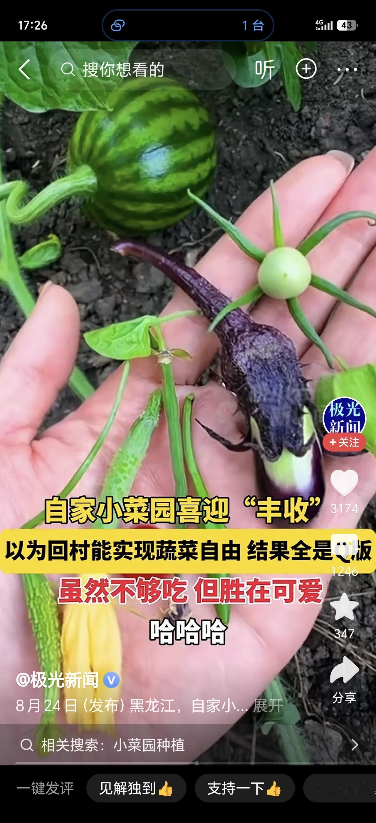 黑龙江一位老铁回村寻思着回家就能实现蔬菜自由，结果到了自家小菜园一看，直接笑喷了
